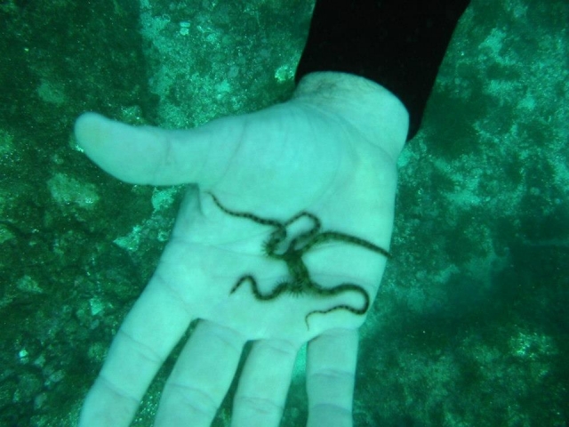  Criaturas marinhas 